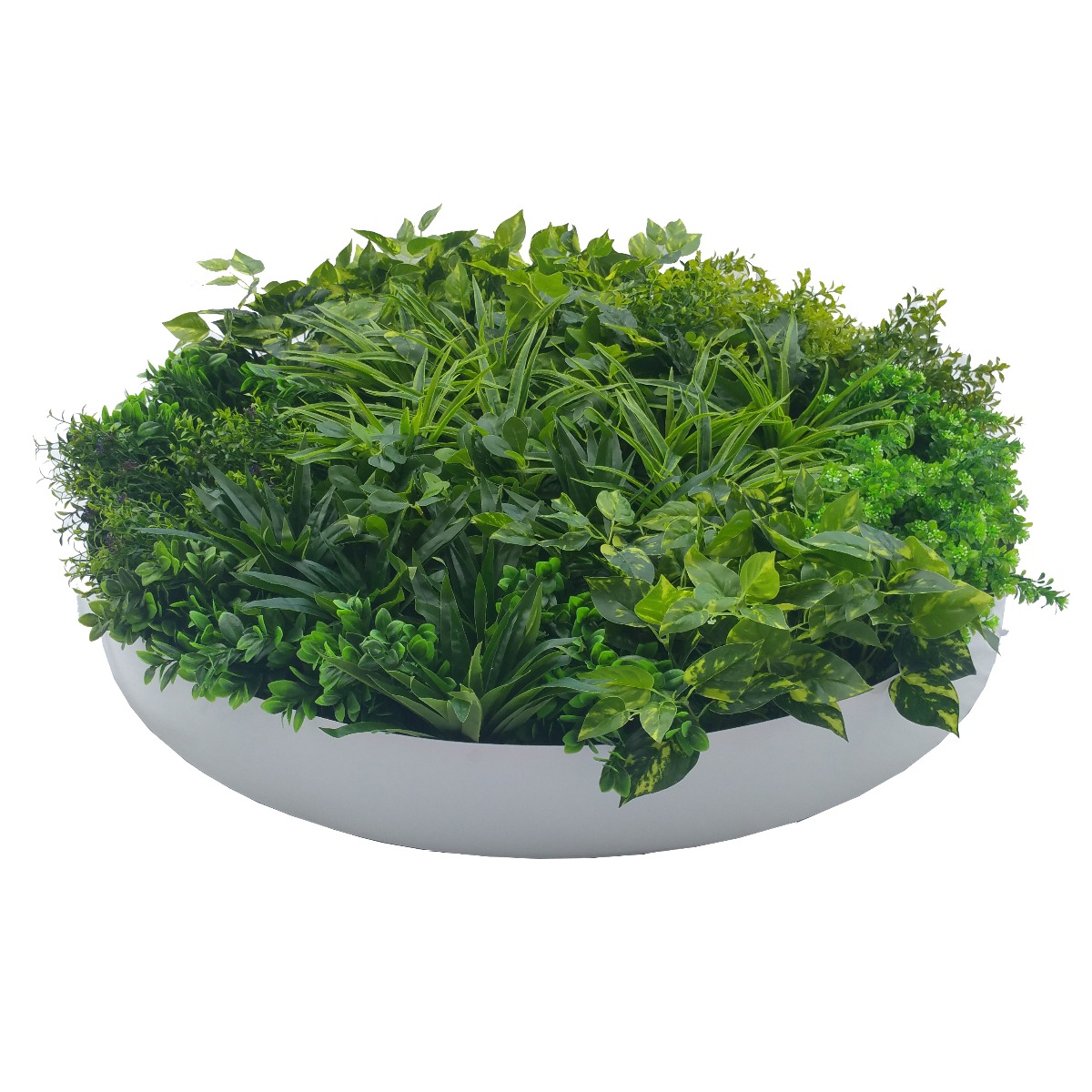 1013957w_6 Artificial Green Wall Disc Art 100cm Dark Aloe Vera (Fresh White) - Image 1