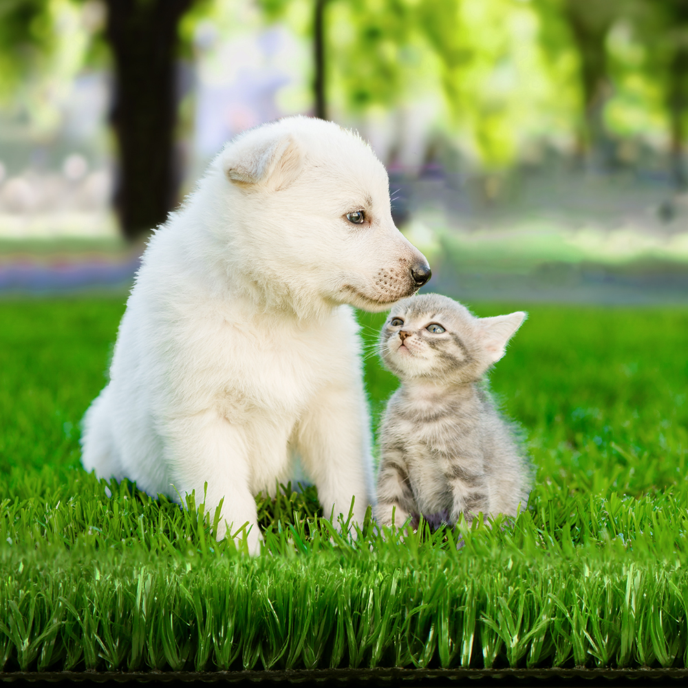 AR-GRASS-15-210M-OL-TAPE20-202502282024-00 Prime Turf 2x10m Artificial Grass Synthetic Fake 20SQM Turf Lawn 17mm Tape - Image 1