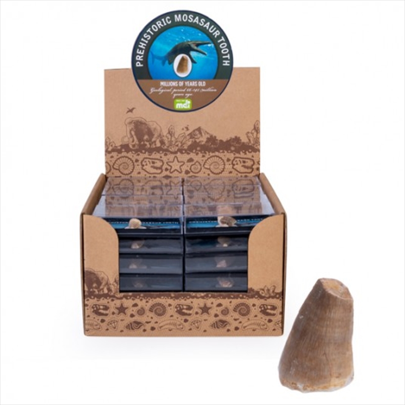 V210-2693844-92610-00 Dino Island Prehistoric Mosasaur Tooth (SENT AT RANDOM) - Image 1