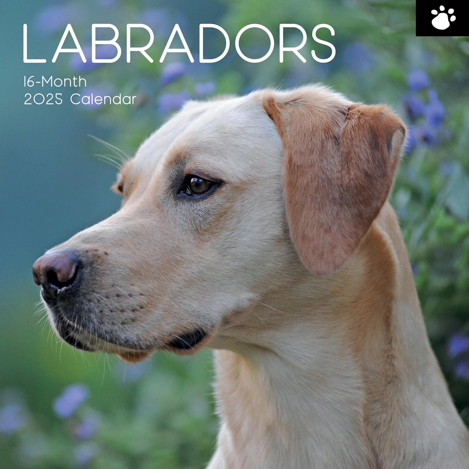 V474-689788-219321-00 Labradors - 2025 Square Wall Calendar Dogs Pets Animals 16-Month Premium Planner - Image 1