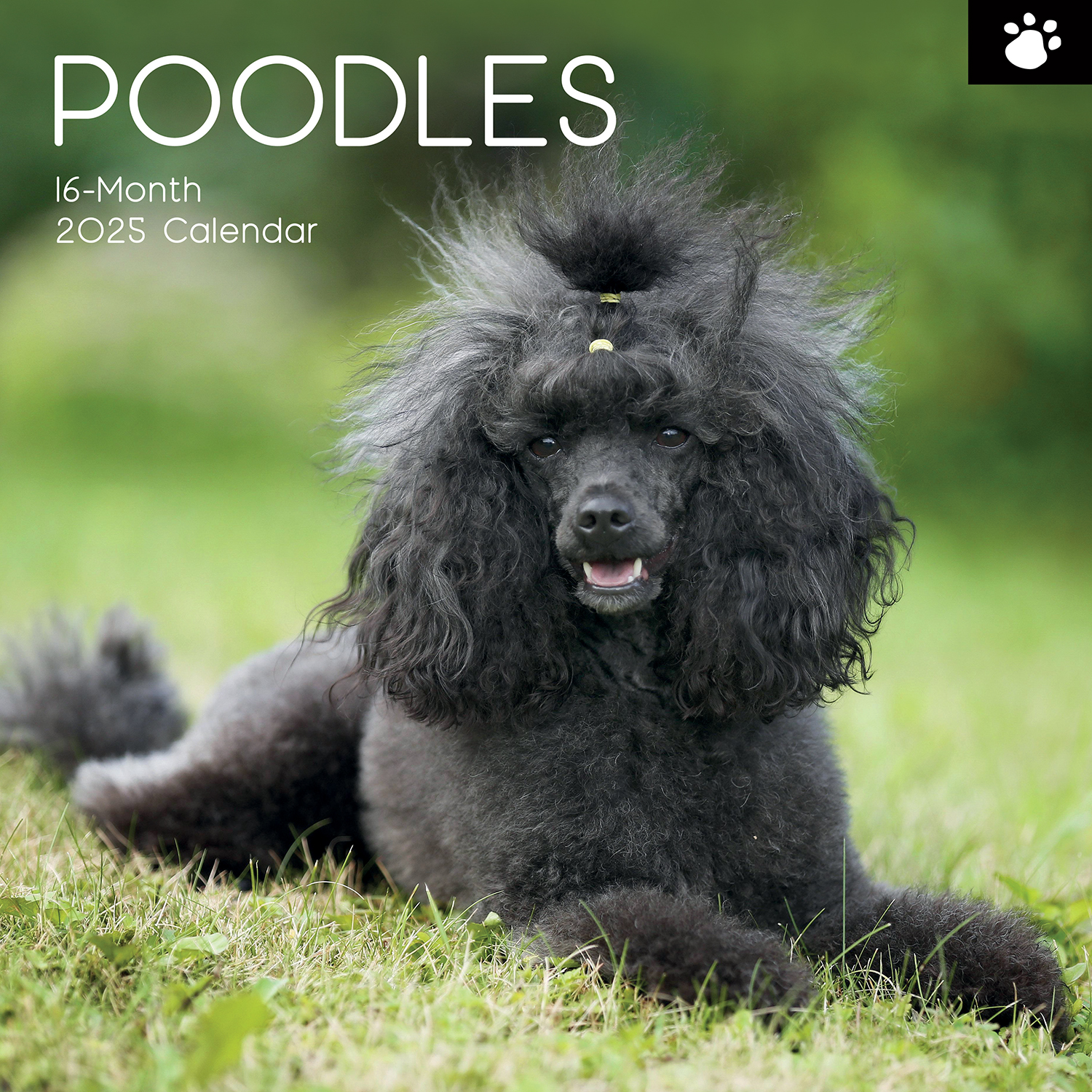 V474-689789-216776-00 Poodles - 2025 Square Wall Calendar Dogs Pets Animals 16 Months Premium Planner - Image 1
