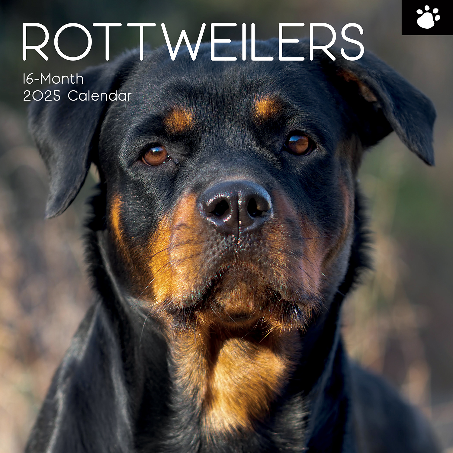 V474-689791-218752-00 Rottweilers 2025 Square Wall Calendar Dogs Pets Animals 16-Month Premium Planner - Image 1