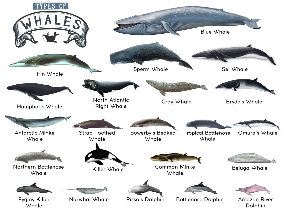 V563-LAMINATED_WHALES_A4-202506020830-00 TYPES OF WHALES A4 Matte Laminated Poster Print Fish - 210mm x 297mm - Image 1