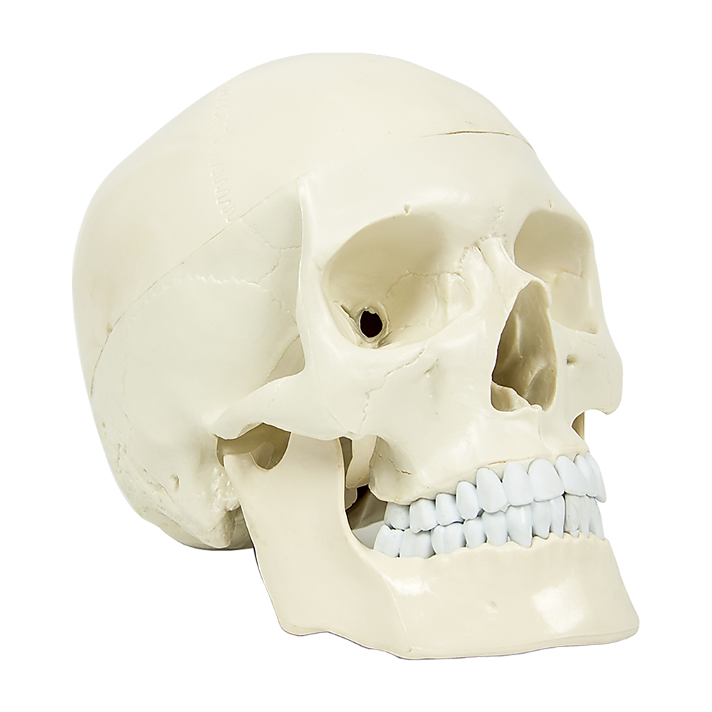 V63-835561-26662-00 Life Size Anatomical Deluxe Human Skull Model Medical Skeleton Anatomy Replica - Image 1