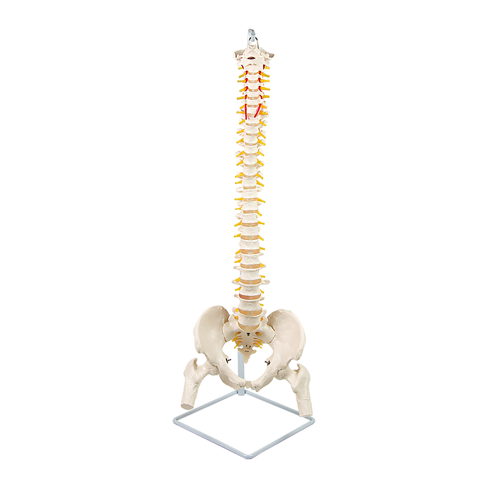 V63-835611-25027-00 Life Size Flexible Vertebral Spine Pelvis & Femur Skeleton Model Anatomy Model - Image 1