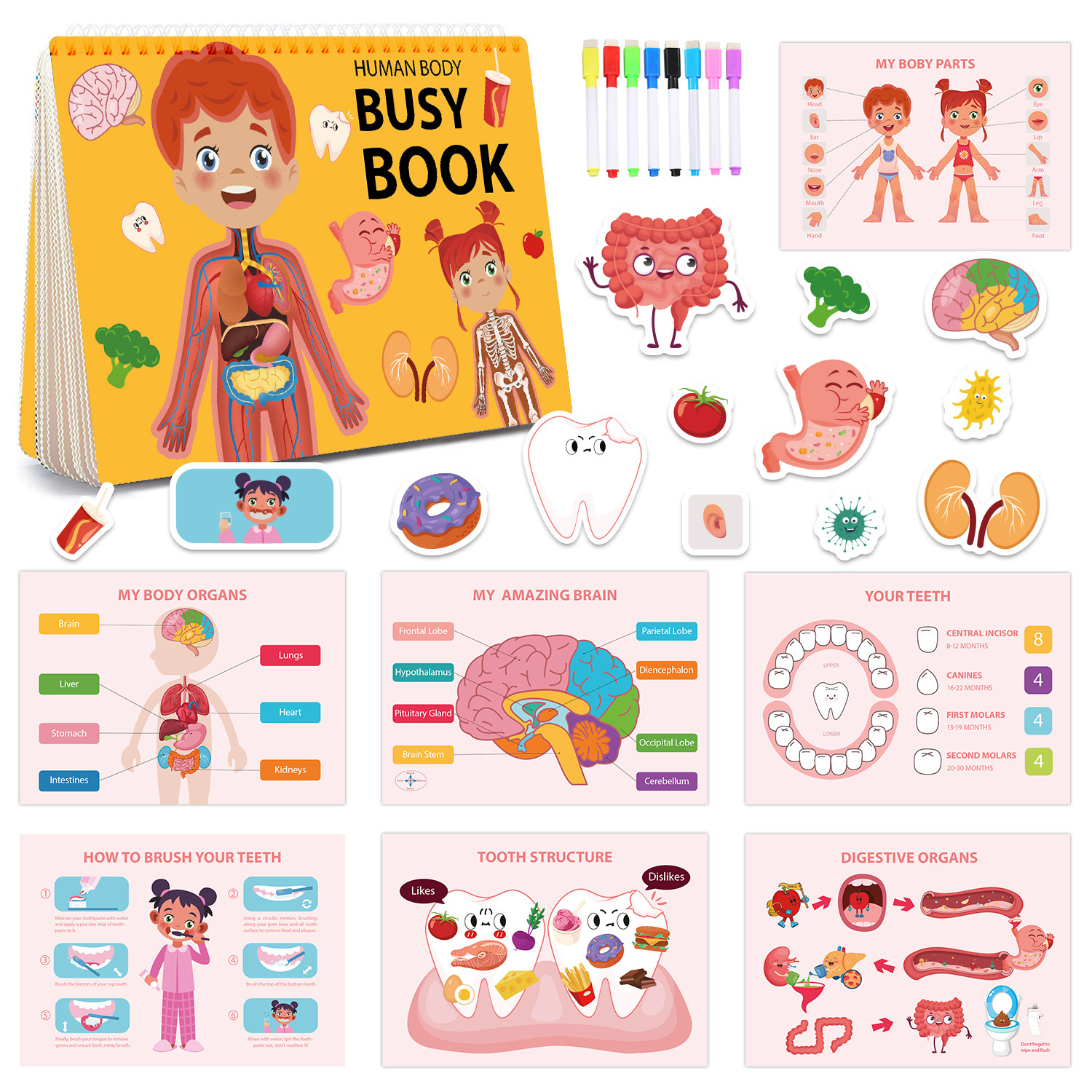 V888-ELOSUNG24775-202504171636-00 Interactive Human Body Busy Book Set (2 Books) - Educational Quiet Learning Toy for Toddlers - Image 1