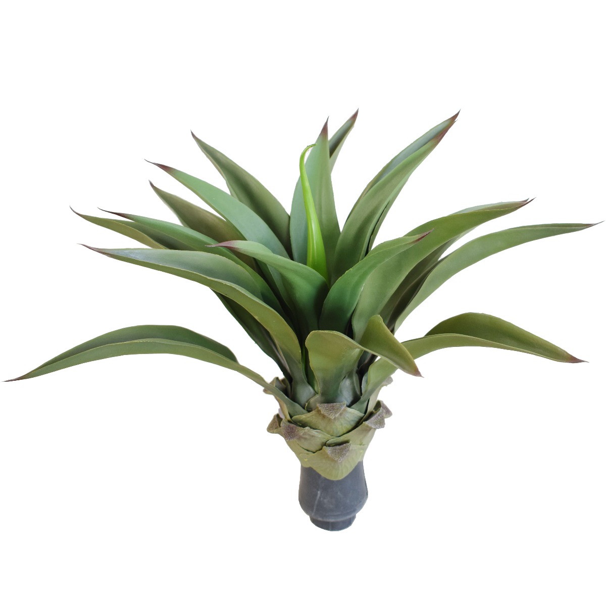 uv_agave1_6 UV Agave 50cm No Pot - Image 1