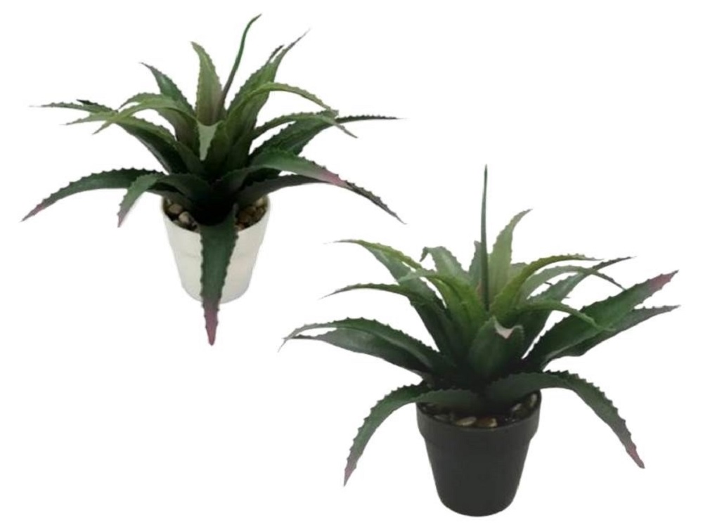V637-AFL28364-202508251952-00 Set 2 Aloe Vera Plant In Plastic Pot 7x25cm - Image 1