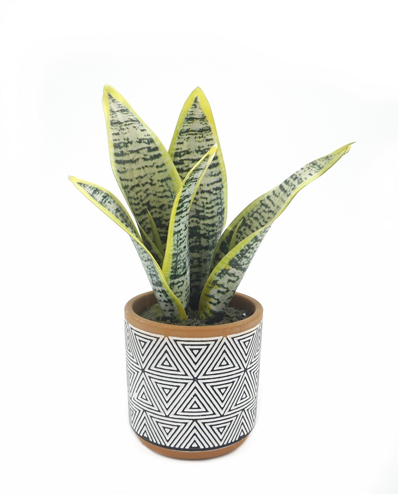 V637-AFL30470-202508251545-00 Artificial Sansevieria in Terracotta Pot 23cm - Image 1