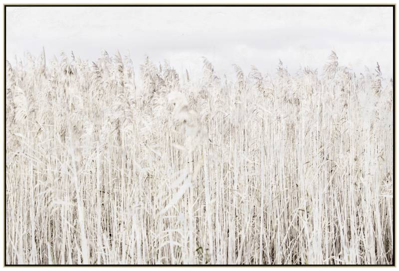 V637-E592339-202508252220-00 Pampas Grass Framed Canvas Wall Art 120cm - Image 1