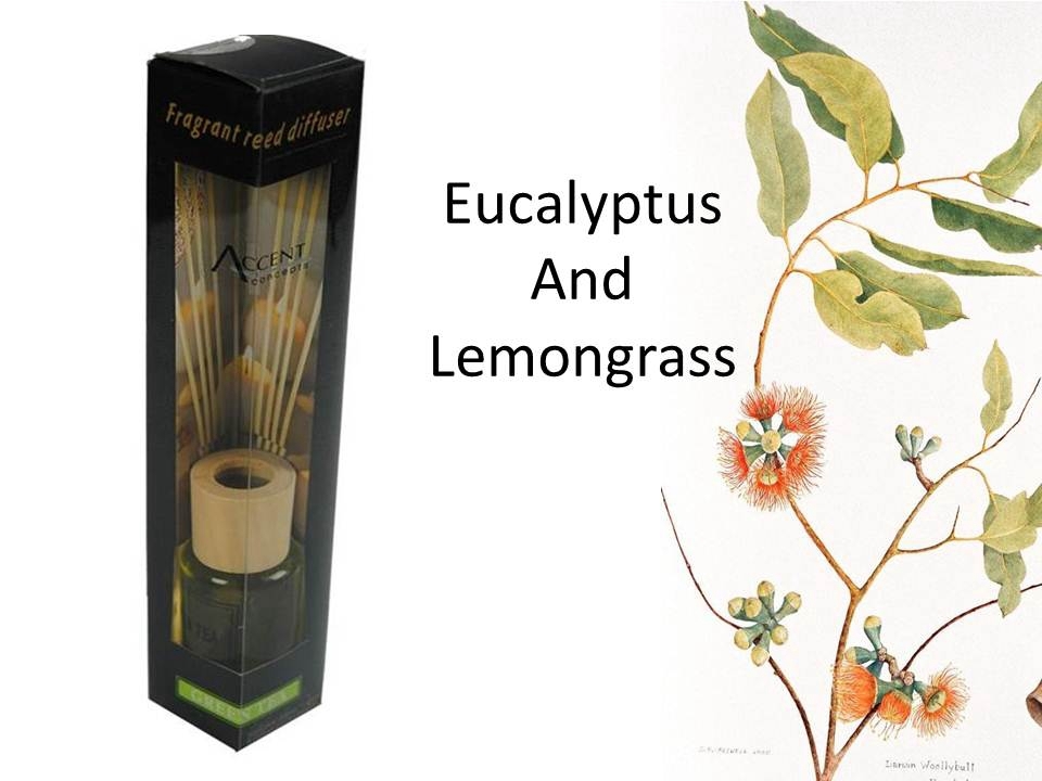 V637-INC22619-202508252215-00 bulk 24 Scented Oil Diffuser Lemongrass Eucalyptus 50ml 8 Rat Sticks - Image 1